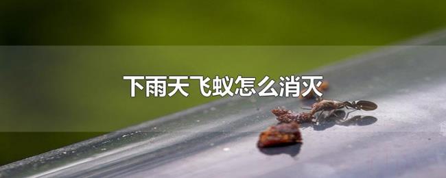 下雨天飞蚁怎么消灭 下雨天飞蚁怎么消灭