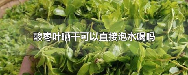 酸枣叶晒干可以直接泡水喝吗 酸枣叶晒干可以直接泡水喝吗