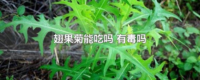 翅果菊能吃吗(有毒吗) 翅果菊能吃吗(有毒吗)