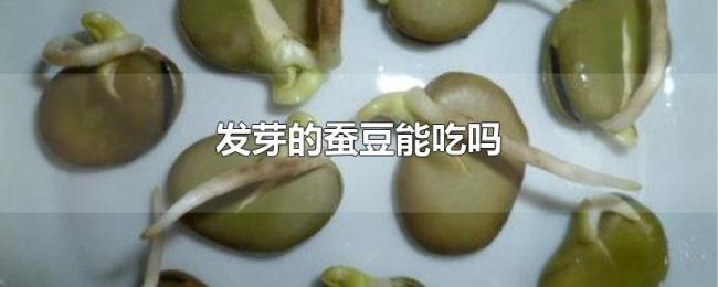 发芽的蚕豆能吃吗 发芽的蚕豆能吃吗