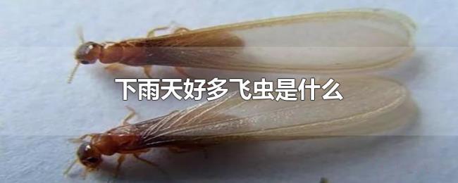 下雨天好多飞虫是什么 下雨天好多飞虫是什么