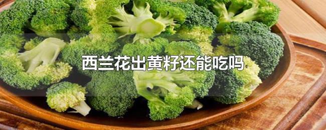 西兰花出黄籽还能吃吗 西兰花出黄籽还能吃吗