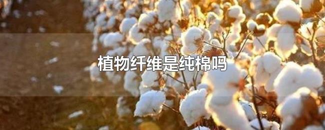 植物纤维是纯棉吗 植物纤维是纯棉吗