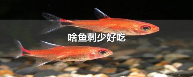 啥鱼刺少好吃 啥鱼刺少好吃