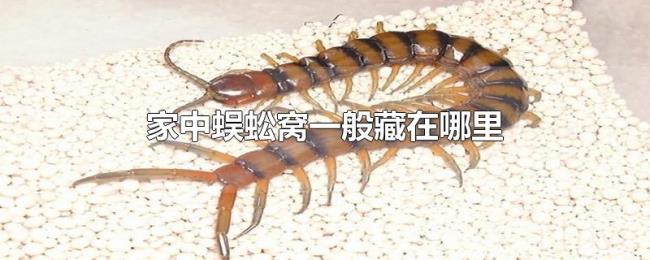 家中蜈蚣窝一般藏在哪里 家中蜈蚣窝一般藏在哪里