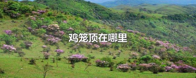 鸡笼顶在哪里 鸡笼顶在哪里
