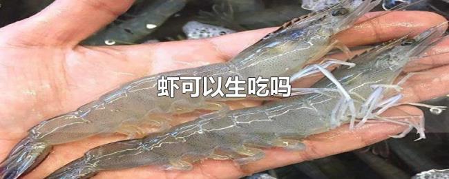 虾可以生吃吗 虾可以生吃吗