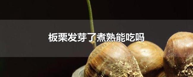 板栗发芽了煮熟能吃吗 板栗发芽了煮熟能吃吗