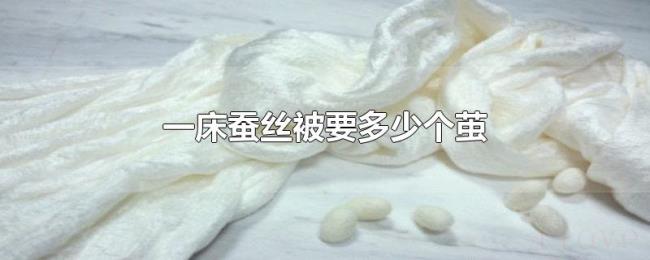 一床蚕丝被要多少个茧 一床蚕丝被要多少个茧