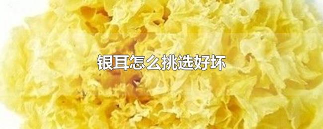 银耳怎么挑选好坏