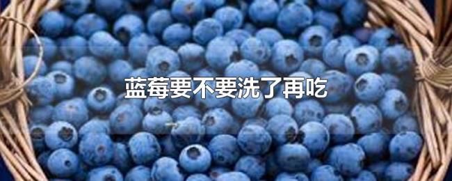 蓝莓要不要洗了再吃 蓝莓要不要洗了再吃