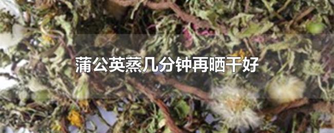 蒲公英蒸几分钟再晒干好 蒲公英蒸几分钟再晒干好