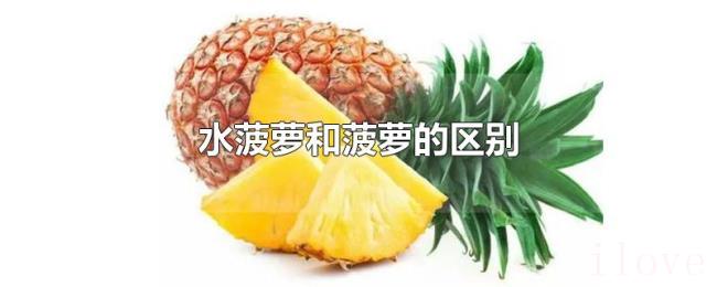 水菠萝和菠萝的区别 水菠萝和菠萝的区别