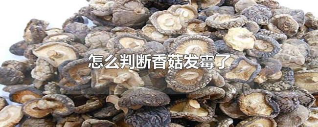 怎么判断香菇发霉了 怎么判断香菇发霉了