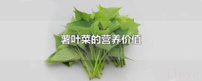 薯叶菜的营养价值 薯叶菜的营养价值