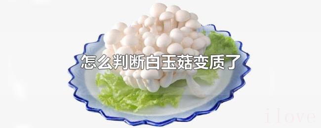 怎么判断白玉菇变质了 怎么判断白玉菇变质了