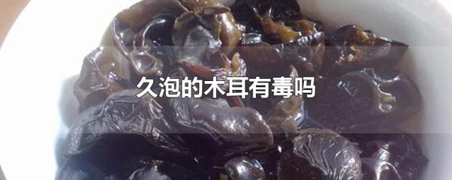 久泡的木耳有毒吗