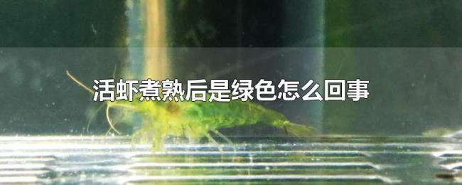 活虾煮熟后是绿色怎么回事