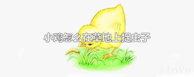 小鸡怎么在草地上捉虫子