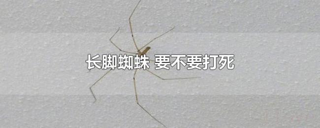长脚蜘蛛（要不要打死）