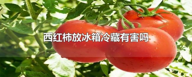 西红柿放冰箱冷藏有害吗 西红柿放冰箱冷藏有害吗