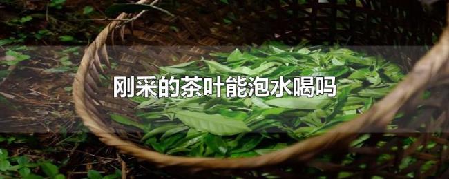刚采的茶叶能泡水喝吗