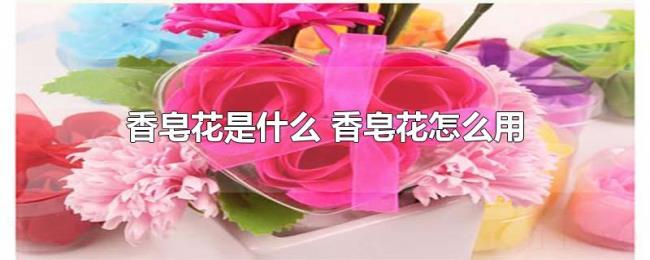 香皂花是什么（香皂花怎么用）