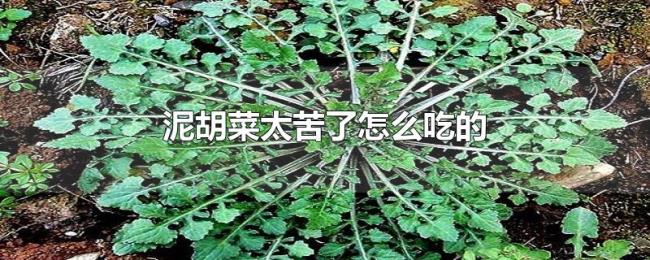 泥胡菜太苦了怎么吃的 泥胡菜太苦了怎么吃的