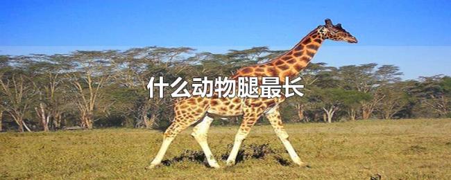 什么动物腿最长