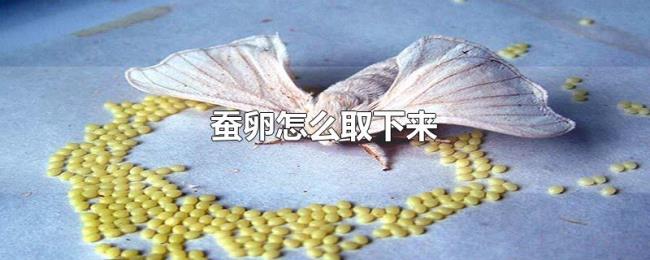 蚕卵怎么取下来