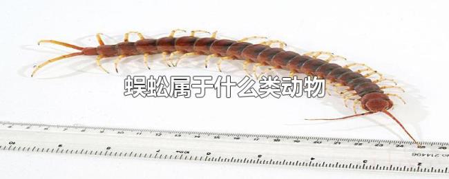 蜈蚣属于什么类动物