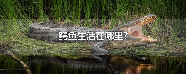 鳄鱼生活在哪里? 鳄鱼生活在哪里?
