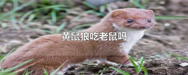 黄鼠狼吃老鼠吗