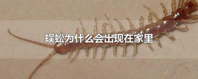 蜈蚣为什么会出现在家里