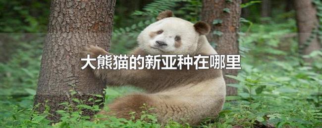 大熊猫的新亚种在哪里 大熊猫的新亚种在哪里
