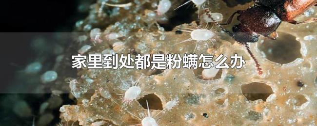 家里到处都是粉螨怎么办 家里到处都是粉螨怎么办