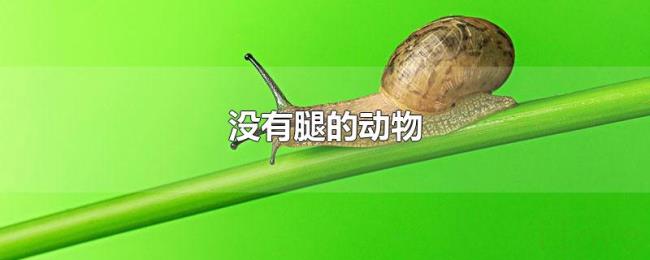 没有腿的动物 没有腿的动物