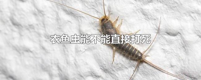 衣鱼虫能不能直接打死