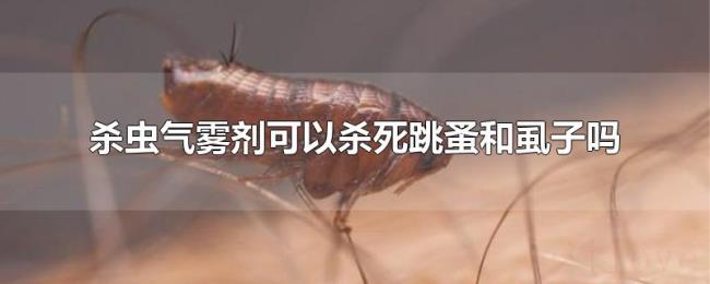 杀虫气雾剂可以杀死跳蚤和虱子吗 杀虫气雾剂可以杀死跳蚤和虱子吗