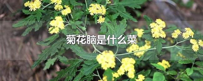 菊花脑是什么菜 菊花脑是什么菜