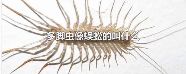 多脚虫像蜈蚣的叫什么 多脚虫像蜈蚣的叫什么