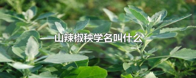 山辣椒秧学名叫什么