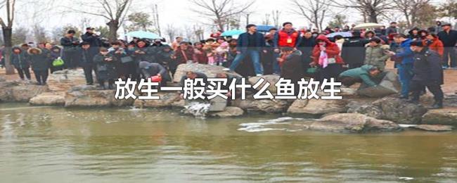 放生一般买什么鱼放生
