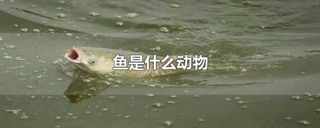 鱼是什么动物 鱼是什么动物