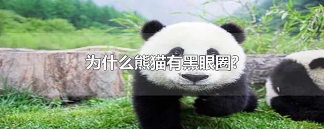 为什么熊猫有黑眼圈? 为什么熊猫有黑眼圈?