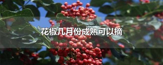 花椒几月份成熟可以摘