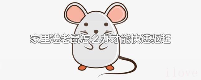 家里进老鼠怎么办才能快速驱赶
