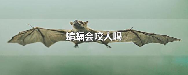 蝙蝠会咬人吗 蝙蝠会咬人吗