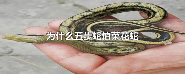 为什么五步蛇怕菜花蛇 为什么五步蛇怕菜花蛇