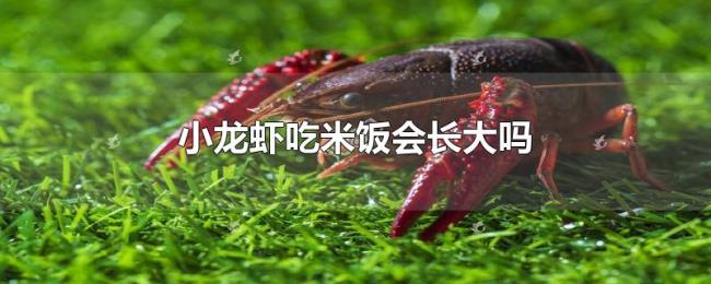 小龙虾吃米饭会长大吗